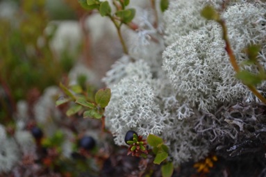 Reindeer lichen, Rondane National Park
